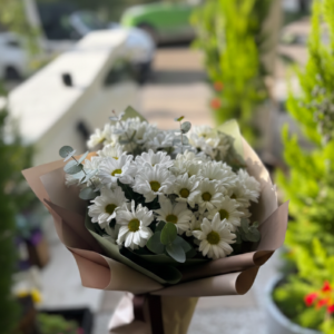 Beyaz papatya rüyası